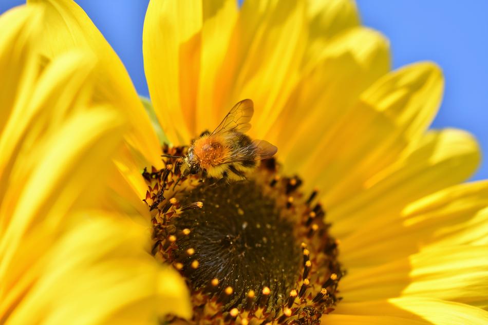 Sunflower Hummel Insect