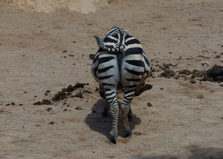 Zebra Animal Mammal
