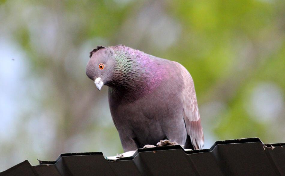 Dove Domestic Pigeon Bird