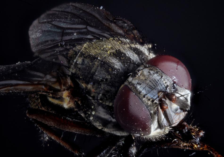 Housefly Compound Fly