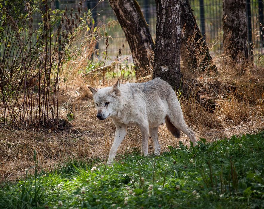 white wild wolf