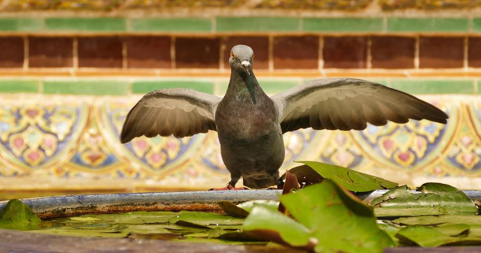 Dove Wing Bird