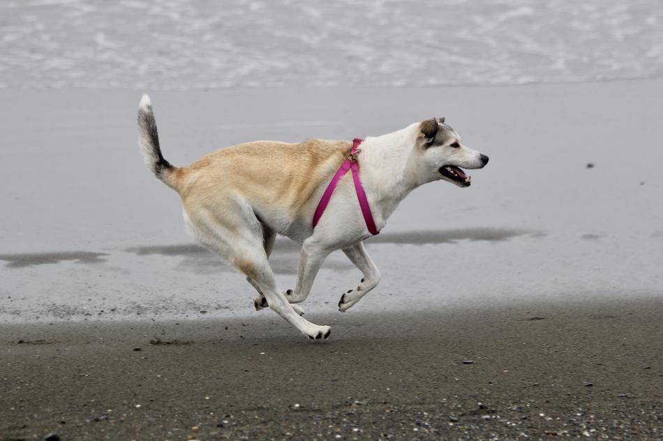 Dog Beach