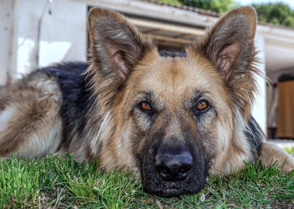 Dog Animal Sheepdog