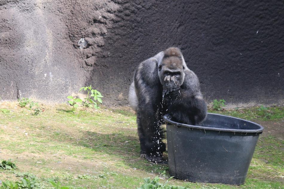 black gorilla by the iron bucket