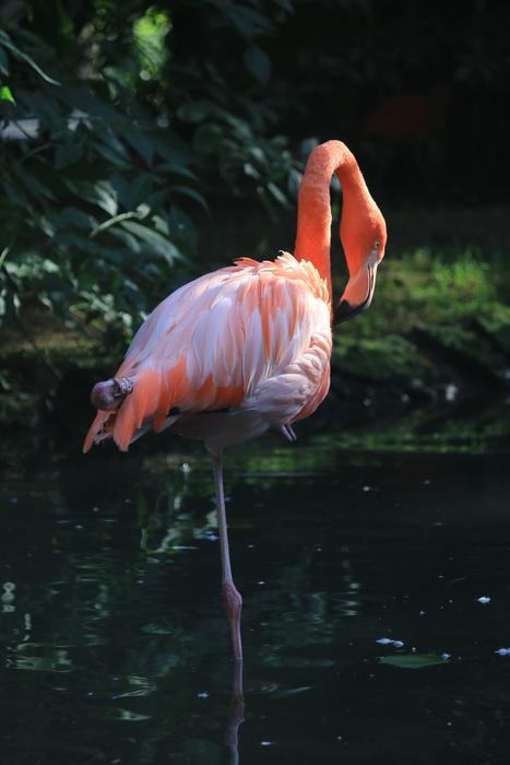 Bird Flament Pink