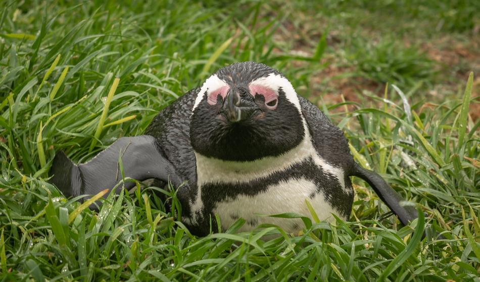 Penguin Donkey South