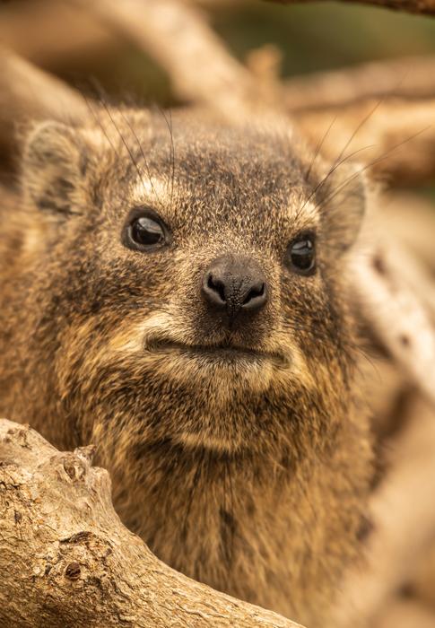 furry big rodent in africa