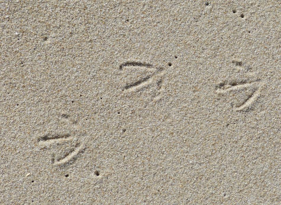 Sylt List Elbow