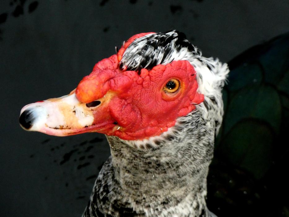 Bird Water Muscovy Duck