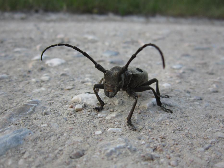 Beetle Coleoptera Morimus Funereus