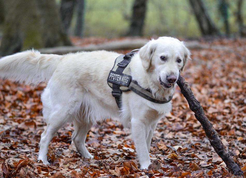 Golden Retriever Dog Animal