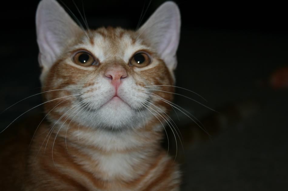Cat Kitten Tabby