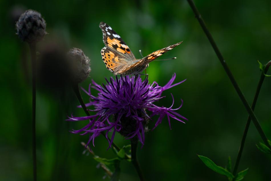 Vanessa Cardui Butterfly in garden