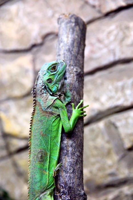 Iguana Green Post