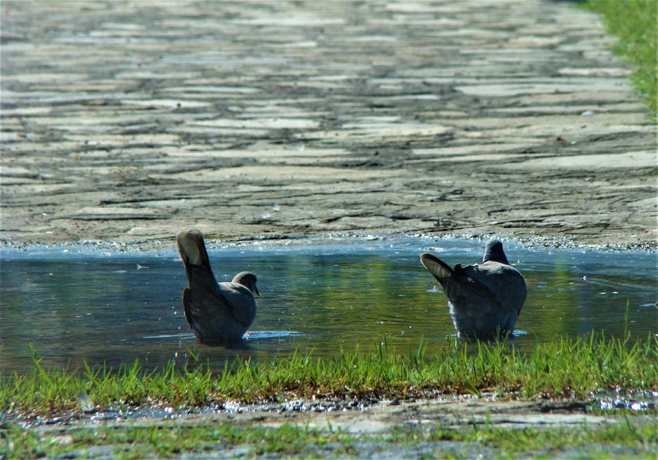 Pigeon Bird
