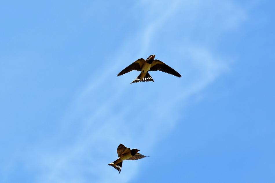 Swallows Songbirds Barn Swallow