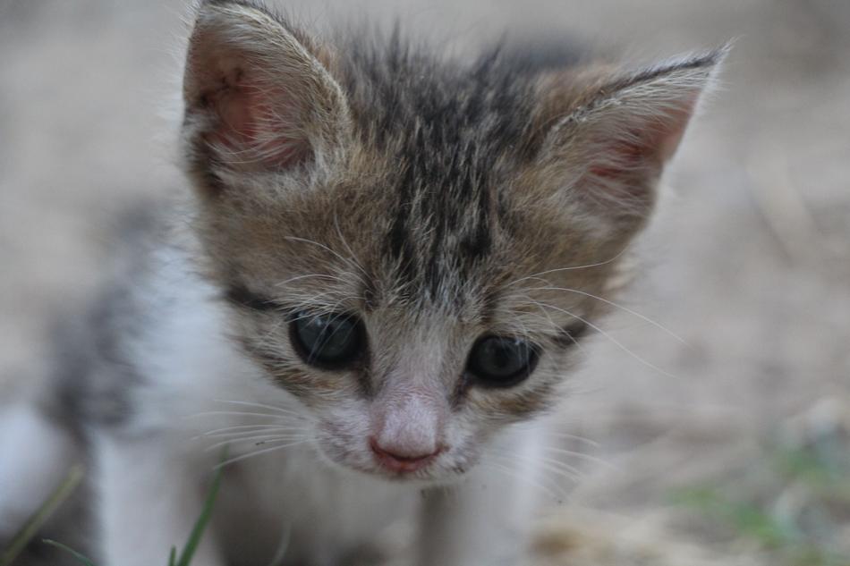 Cat Animal Little