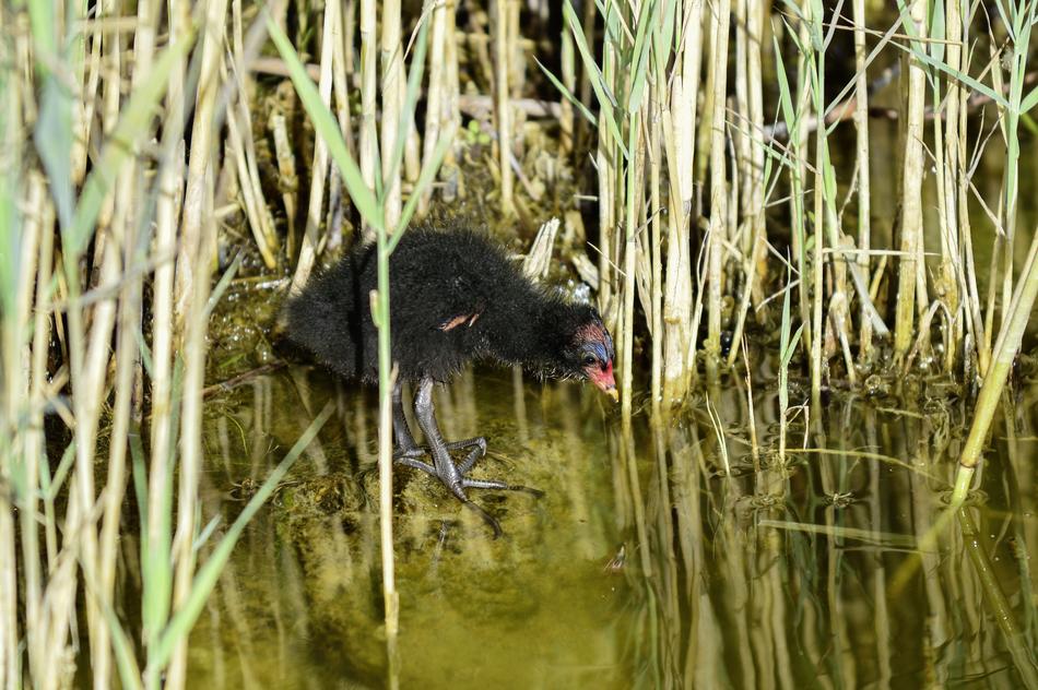 Reed Young Animal Pond