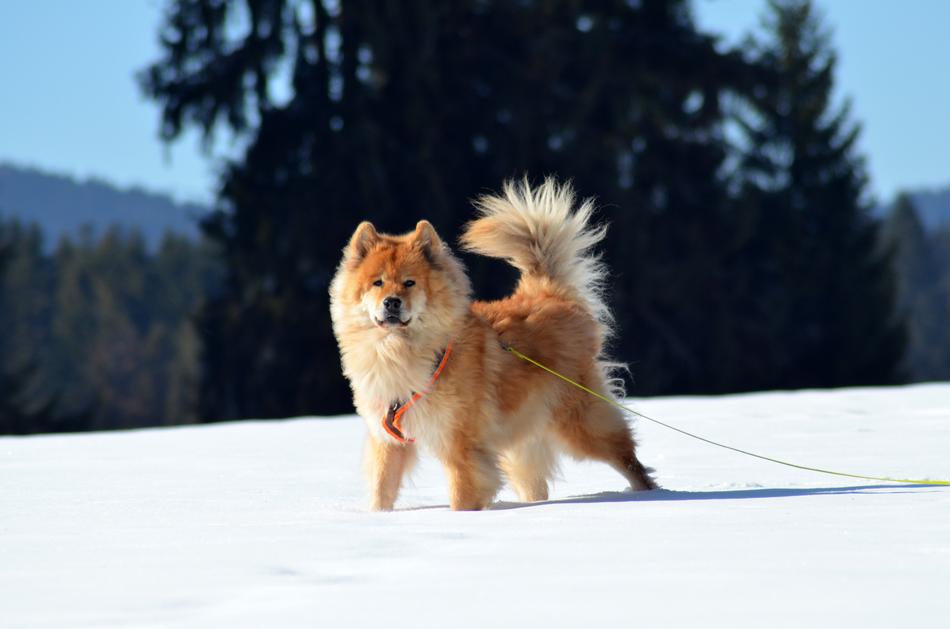 Eurasians Dog Pet