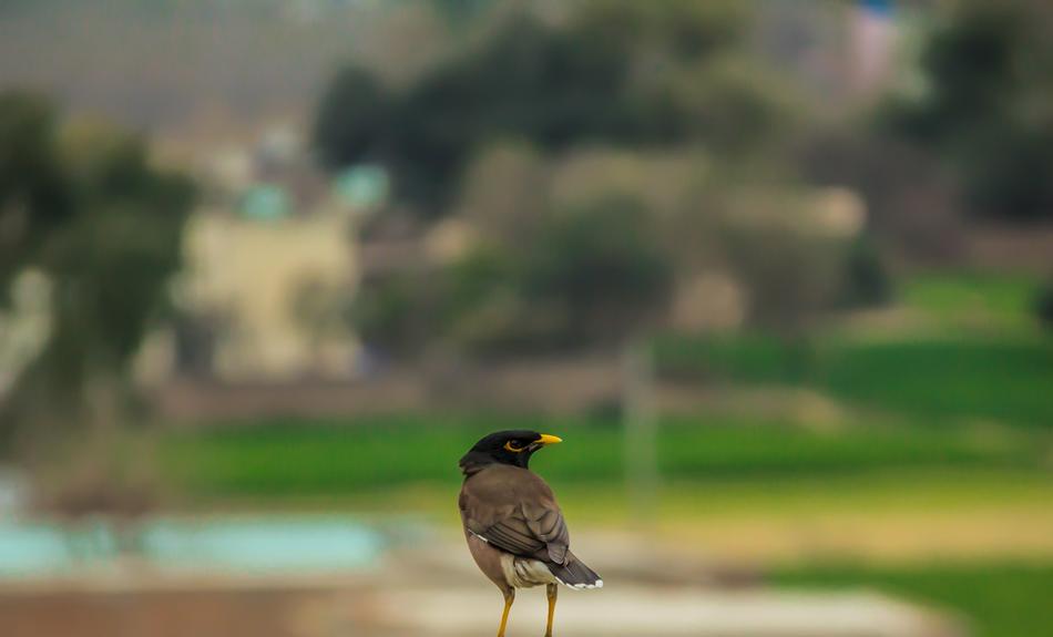 Bird Nature Animal
