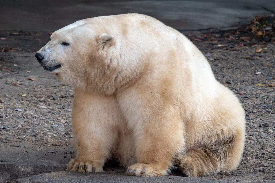Zoo Polar Bear
