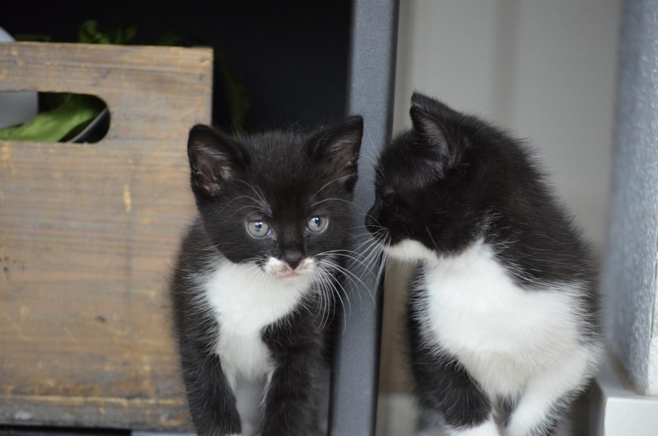Twins Cat Kitten