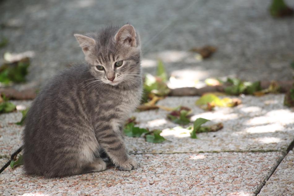Domestic Animal Kitten Tabby