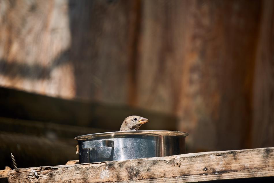 Sparrow Bird Pot