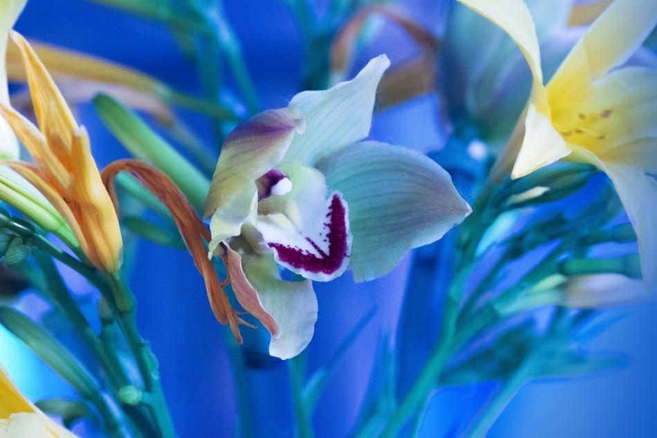 Wallpaper Blue Flower