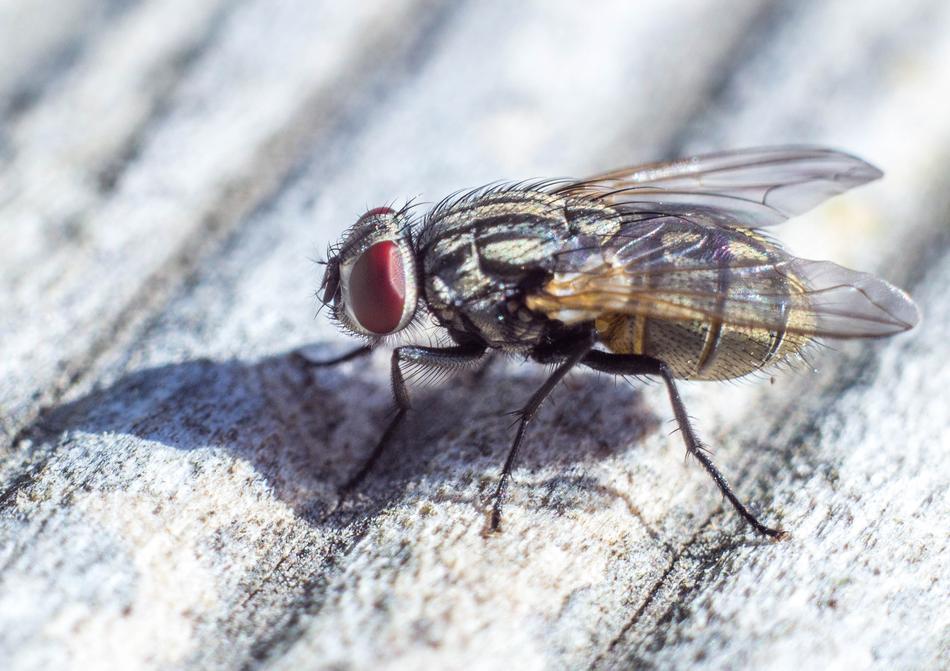 Fly Close Up Macro