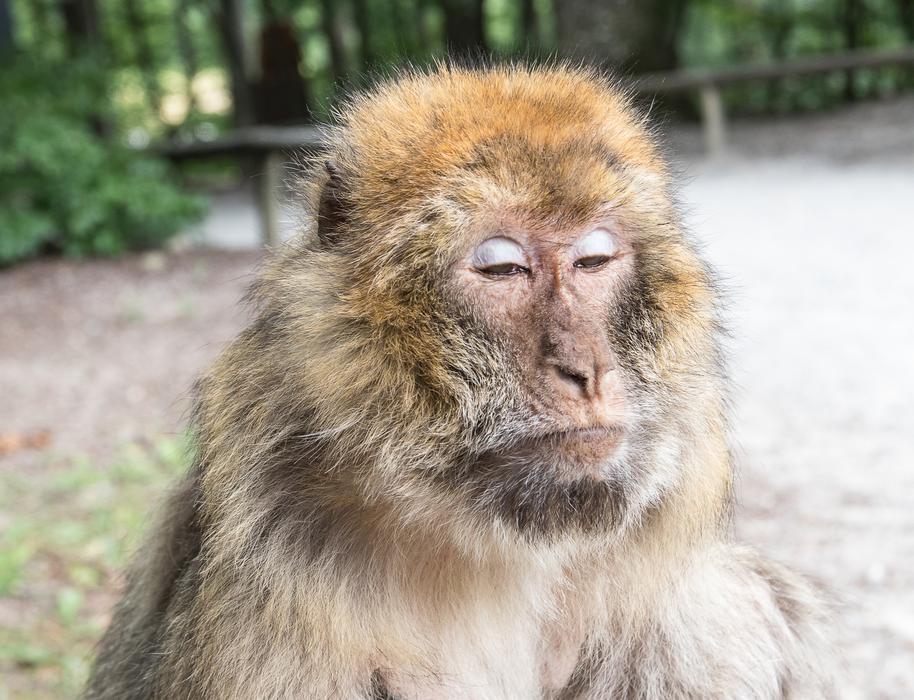 Barbary Ape Monkey Primate