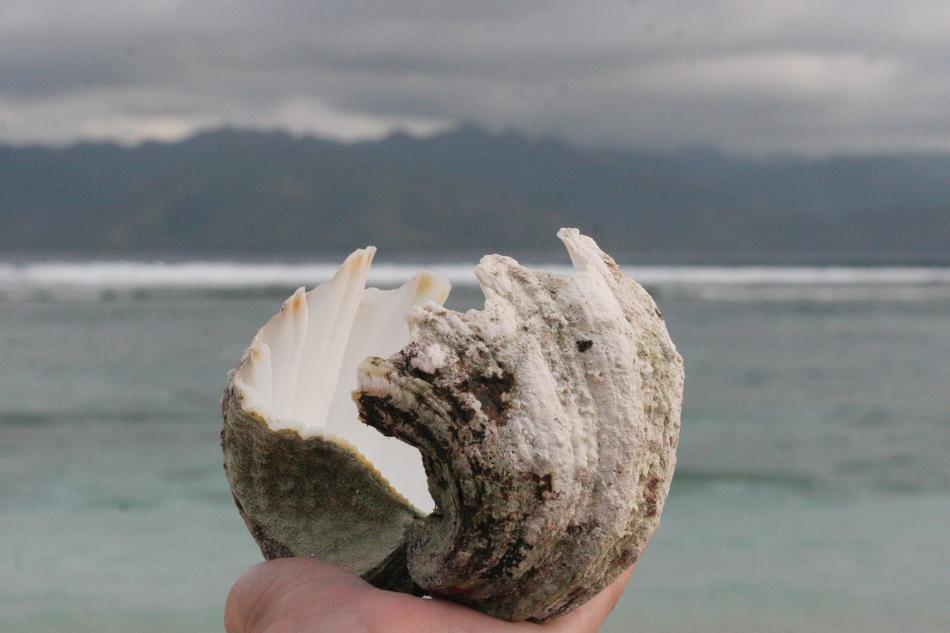 Shell Sea Beach