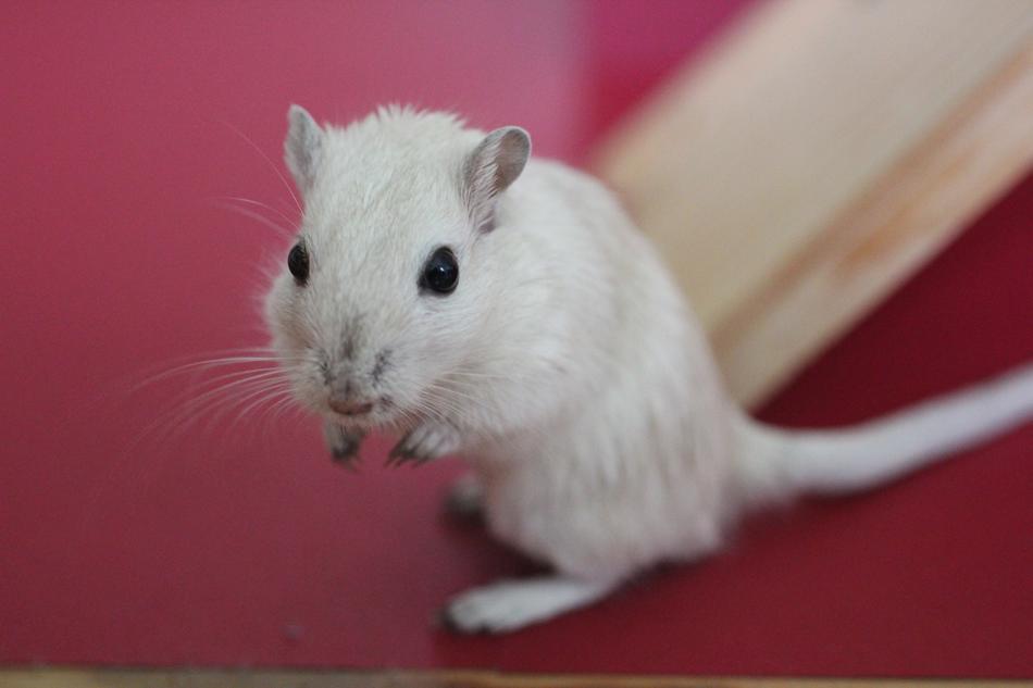 little house mouse