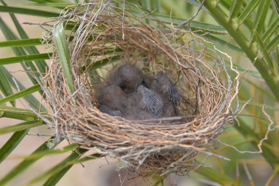 Nest Bird