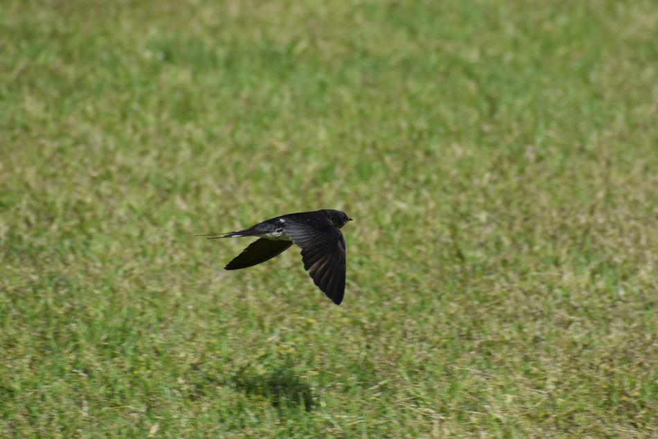 Animal Park Lawn
