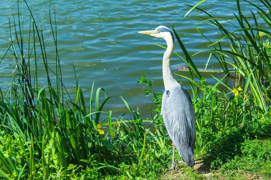 Bird Bank Water
