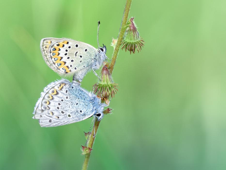colored beautiful butterflies on a branch