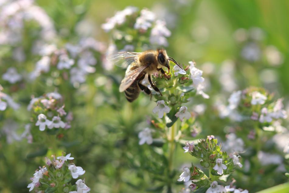 Bee Flowers Macro Close