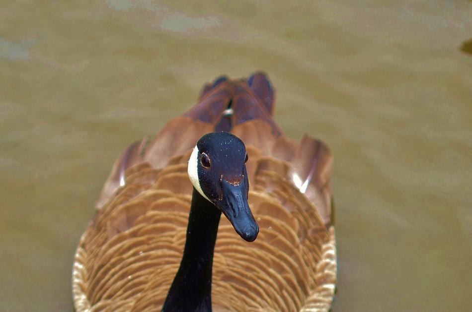 floating duck with a black head