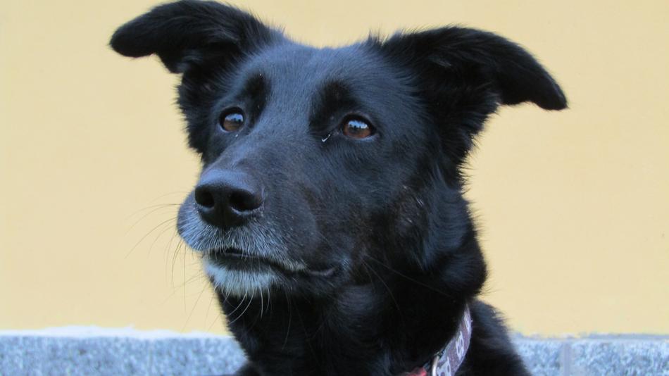 Dog Blackdog Happy