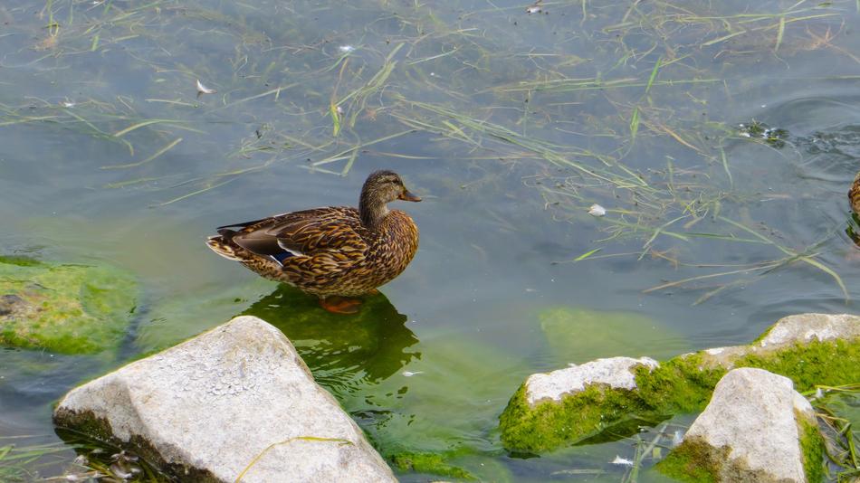 Duck Water Lake