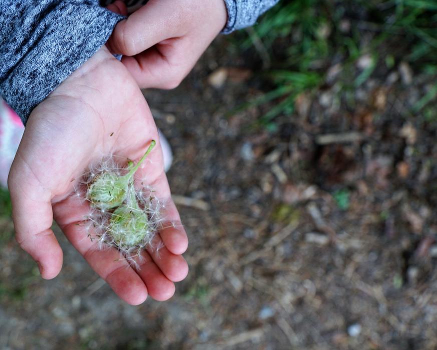 Person holding green plant pieces on the hand
