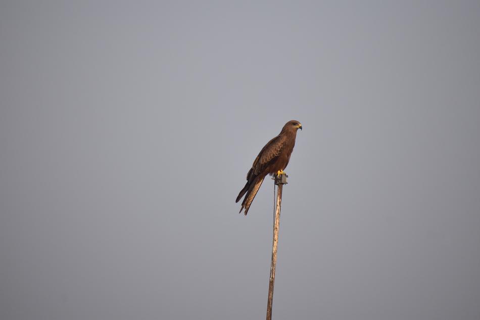 Kite Basking Looking For Prey