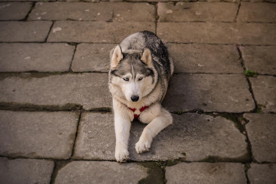 husky dog on the street