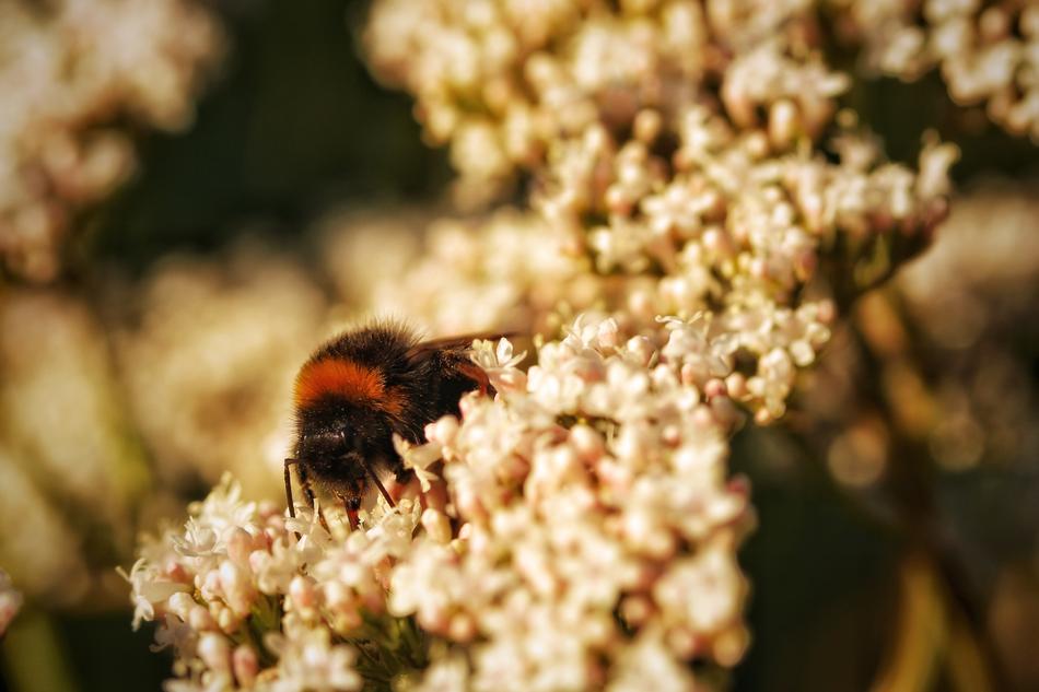 Hummel Insect Close Up