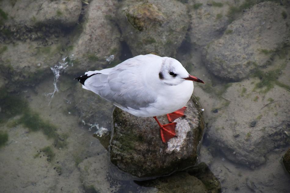 Bird Water Gull