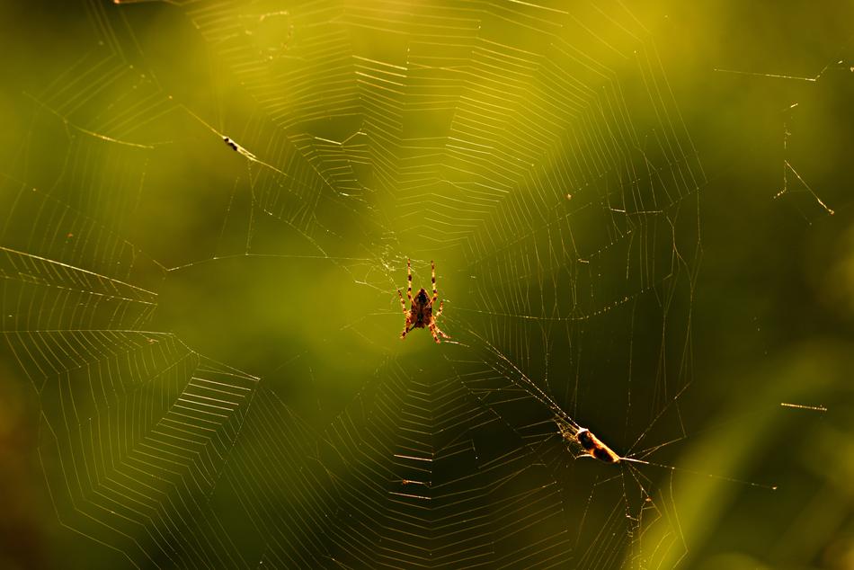 Garden Spider Cobweb Arachnid