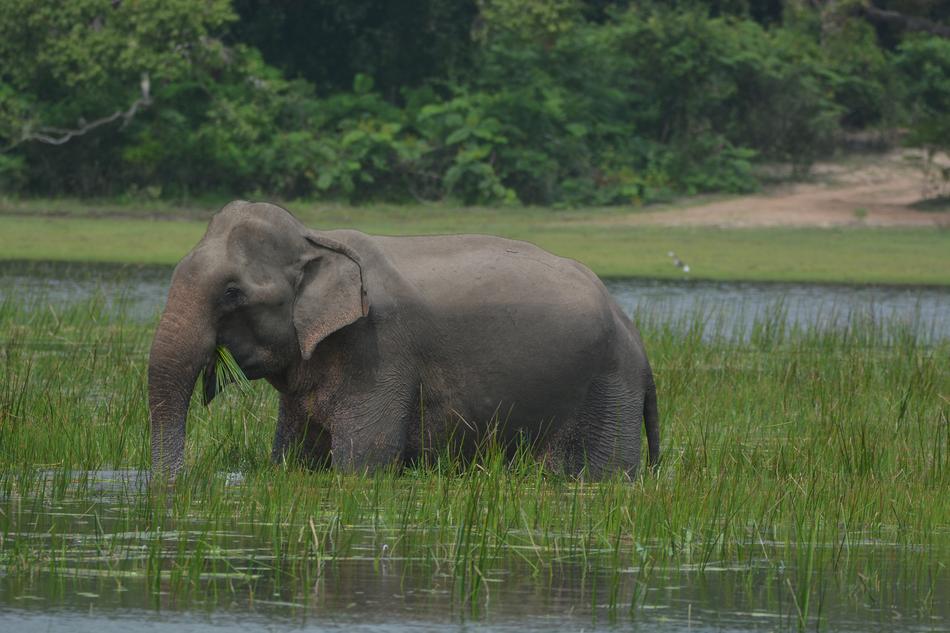 Elephant Animal Wildlife