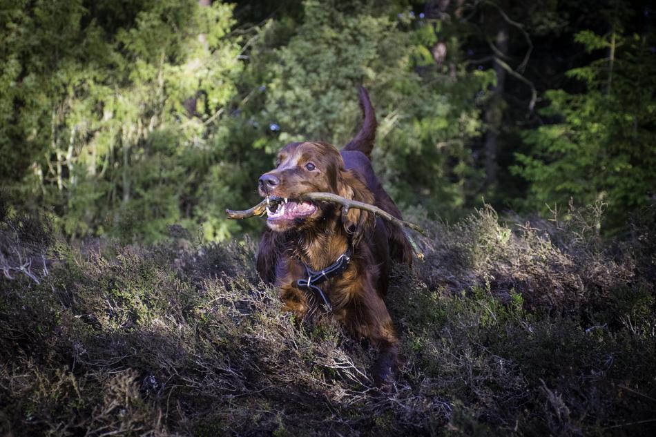 Irish Setter Dog Animals